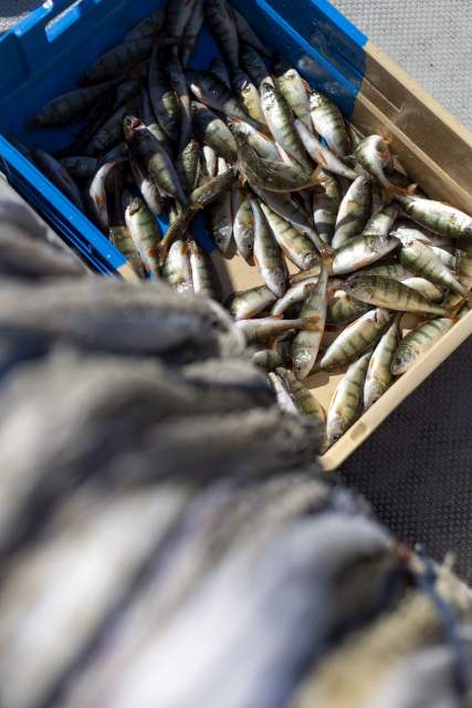 Poissonnerie Du Léman à l’Océan à Maxilly-sur-Léman 